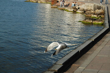 swans on the lake