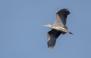 Grey Heron Flying
