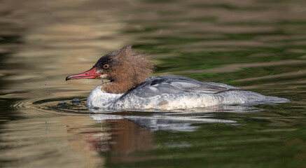 Goosander