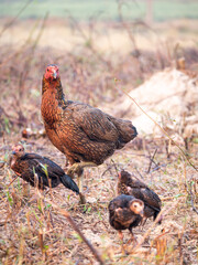Hen Walking to Take Care of The Chicks