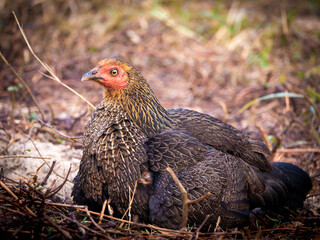 Hen is Sitting Hatching The Chick , Which is Hidden