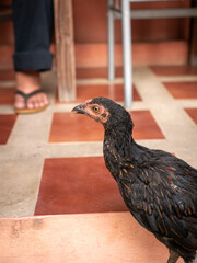 ตะบันหมาก 2