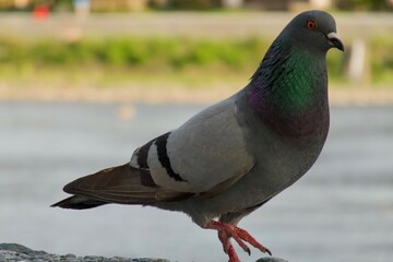 鳩　Dove
