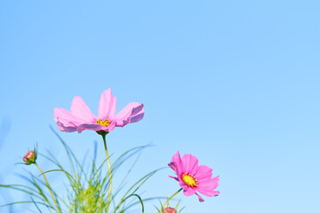 シンプルな青空を背景に咲くピンク色のコスモスの花