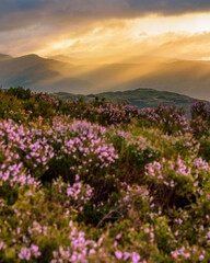 Majestic golden rays of morning light breaking through clouds onto mountain landscape with vibrant purple Heather, intentionally blurred in the foreground. Taken in the English Lake District.