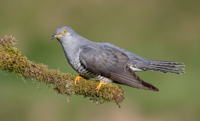 Cuckoo Perched