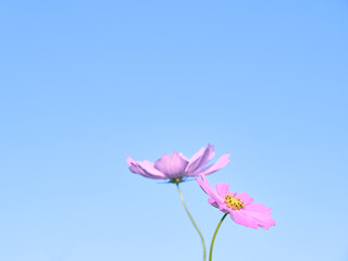 シンプルな青空を背景に咲くピンク色のコスモスの花
