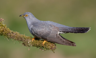 Cuckoo Perched