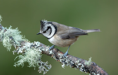 Naklejka premium Crested Tit