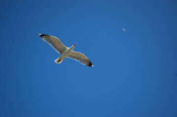 seagull in flight