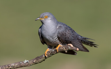 Obraz premium Cuckoo Perched on Branch