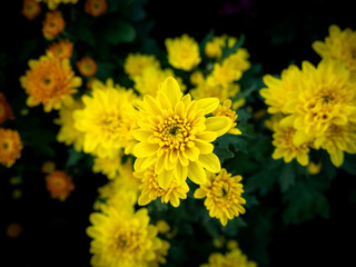 Dew Drops on The Bunch of Yellow Chrysanthemum Flowers blooming