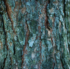 Tree bark texture. Old Wood Tree Background.