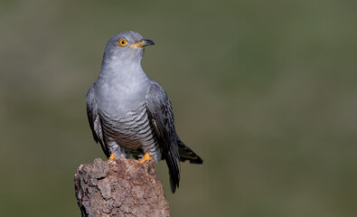Cuckoo Perched on Branch
