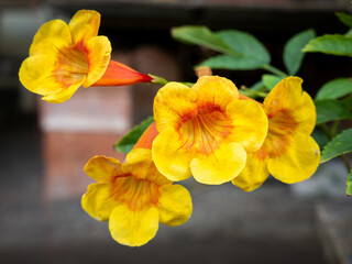 Bunch of Yellow Red Trumpet-Flowers Blooming