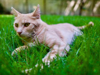 Green grass and yellow male cat on wooden floor. Yellow-eyed yellow cat. Focus percent.