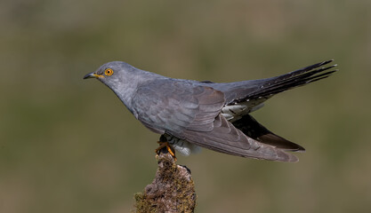 Cuckoo Perched on Branch