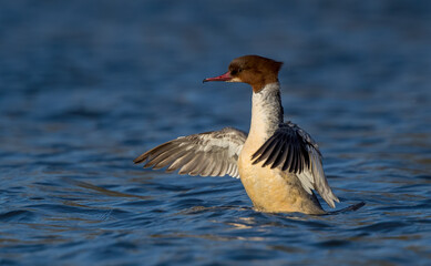Goosander