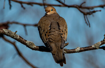 A Morning Dove Looking Back