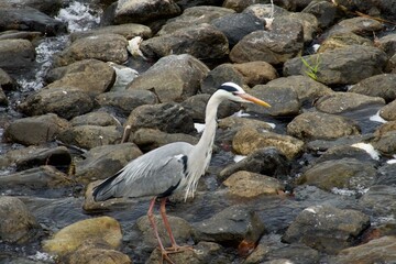 青鷺　grey heron in river