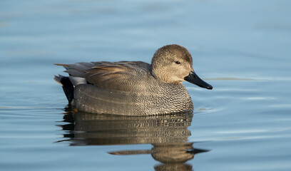 Gadwall