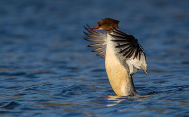 Goosander