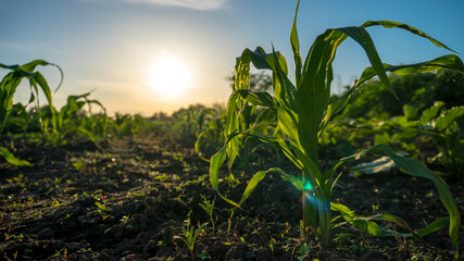 Obraz premium a corn in the sunset