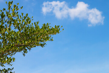 Small leaves on a white background, sky and clouds.