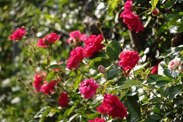 ガーデンローズ