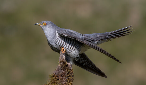Cuckoo