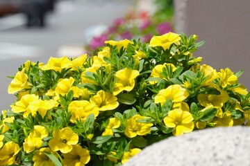 Oenothera glazioviana　オオマツヨイグサ