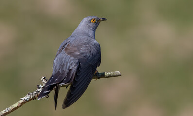 Cuckoo