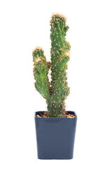 Cactus in pots On a white background.