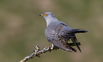 Cuckoo