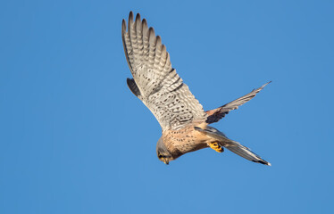 Kestrel Hovering