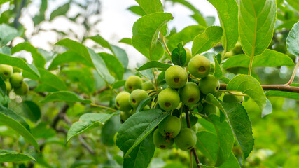 Fototapeta premium young apples on a tree