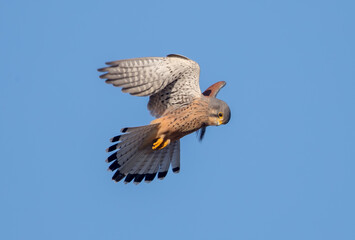 Kestrel Hovering