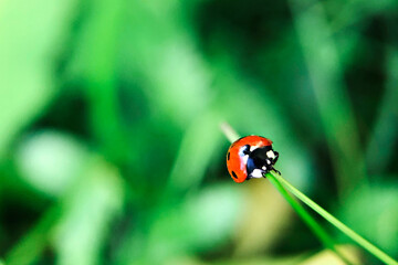 Obraz premium Red ladybug crawls on a blade of grass against a blurred background of greenery in the garden