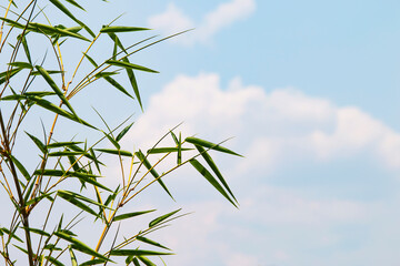 Bamboo leaves on a bright blue sky background with soft white clouds.