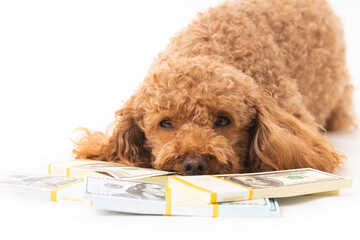 Apricot poodle with moey dollar bills  isolated on a white background