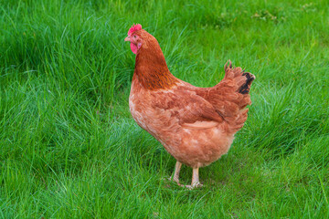 New Hampshire Hens grazing on a green meadow	