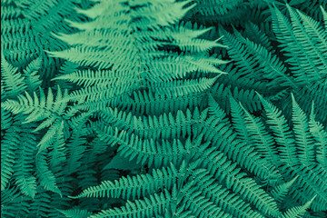 Naklejka na ściany i meble Background from green leaves of fern. Summer time.