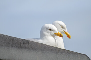 A pair of Urban Herring Gulls, Larus argentatus, guarding their rooftop nest.