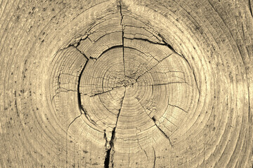 Cracked bough on an old dried weathered wooden board close-up. Natural yellow background or wallpaper. Sepia, monochrome backdrop. Top view from above. Macro