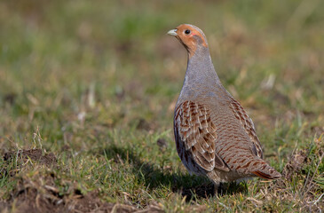 Grey Partridge