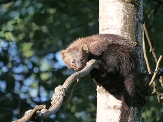 Fisher cat