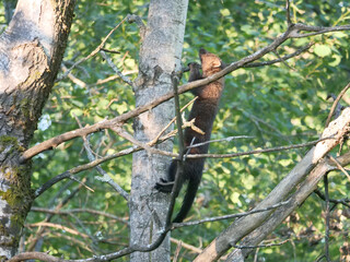Fisher cat