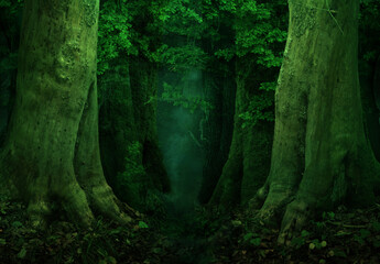 Mysterious ancient fantasy forest Dark green background / Old massive mossy trees, roots, foliage