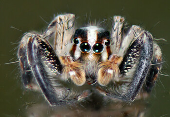 six-eyed hairy spider