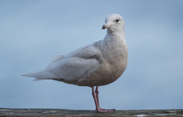 Iceland Gull